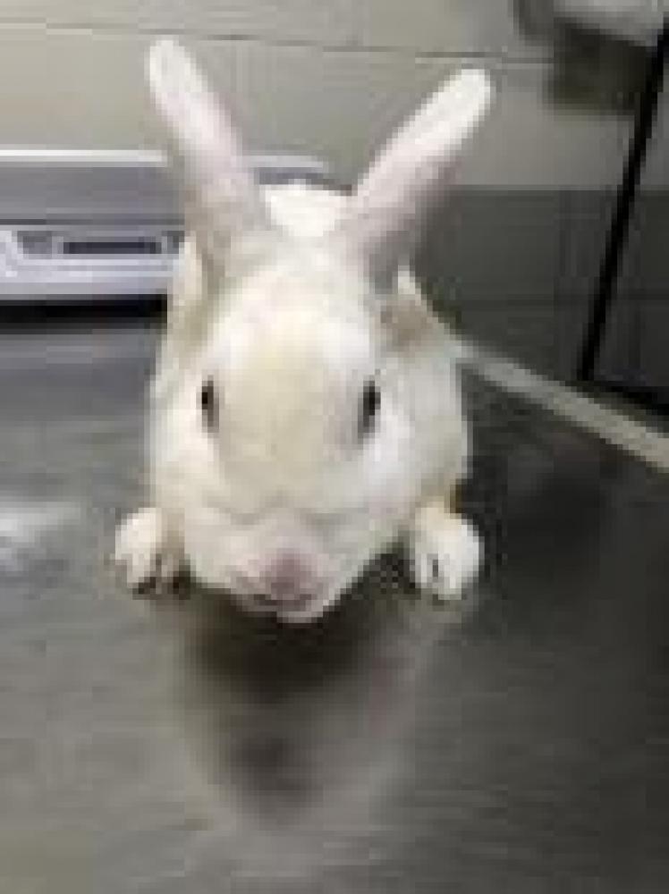 Shelter Stray Male Domestic rabbit last seen Fairfax County, VA , Fairfax, VA 22032