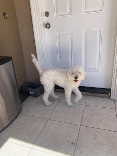 Found/Stray Male Dog last seen Parkmont Dr. And Craig St., Fremont, CA 94536