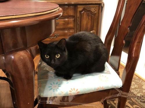 Lost Female Cat last seen Greeley Blvd and Bardu Ave , West Springfield, VA 22152