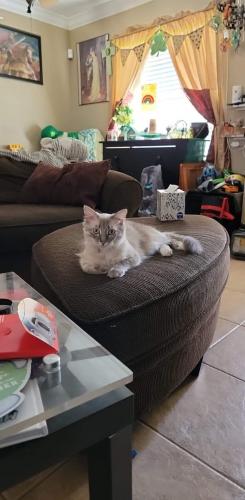 Lost Female Cat last seen Flame St, Orlando, FL 32807