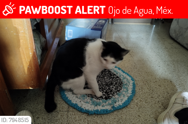 Lost Male Cat last seen Chabacanos, casi esquina con Calzada de la Hacienda, después de la heladería, Ojo de Agua, Méx. 55770
