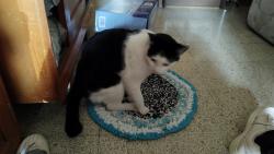 Lost Male Cat last seen Chabacanos, casi esquina con Calzada de la Hacienda, después de la heladería, Ojo de Agua, Méx. 55770