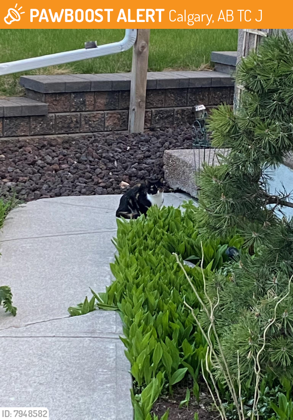 Surrendered Unknown Cat last seen Summer St SW - off 17th Ave close to 14 st sw, Calgary, AB T3C 2J7