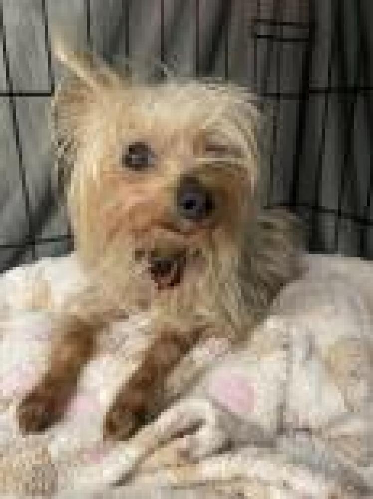 Shelter Stray Female Dog last seen , Baltimore, MD 21230