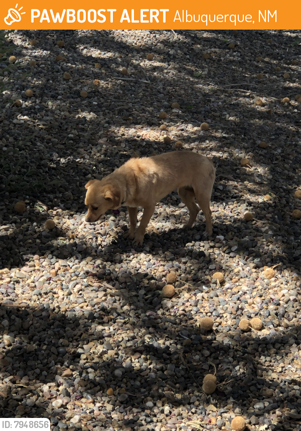 Found/Stray Female Dog last seen Jefferson and Academy , Albuquerque, NM 87112