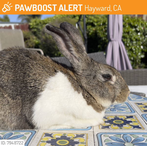 Found/Stray Unknown Rabbit last seen Thomas & Soto, Hayward, CA 94544