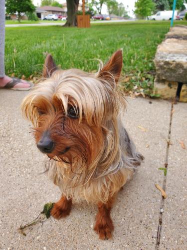 Found/Stray Male Dog last seen Black Rd and Magnolia Dr, Joliet, IL 60435