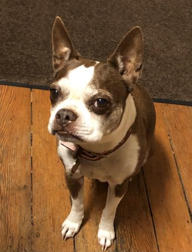 Lost Female Dog last seen 23rd and Mission st, San Francisco, CA 94110