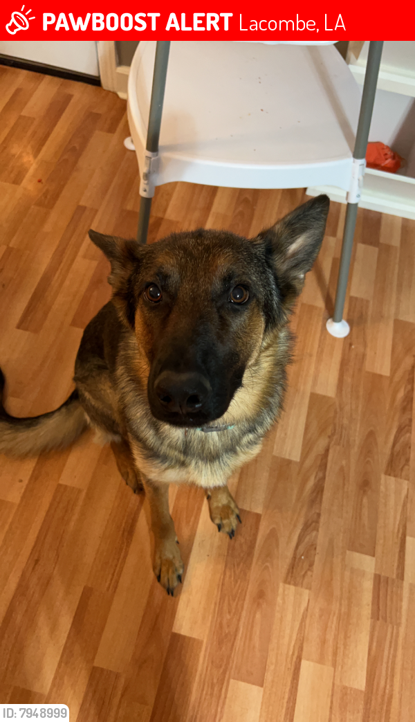 Lost Female Dog in LA 70445 Named Luna Freya (ID 7948999) PawBoost