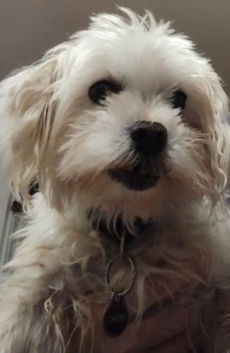 Lost Male Dog last seen Woodside ave, Patchogue, NY 11772