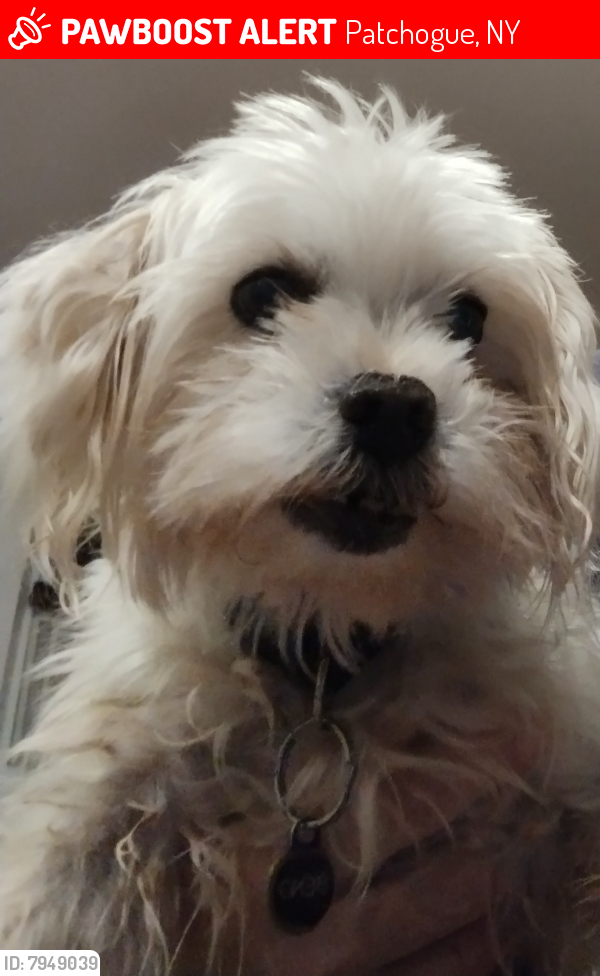 Lost Male Dog last seen Woodside ave, Patchogue, NY 11772