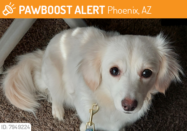 Found/Stray Female Dog last seen Wal mart on Bethany achool, Phoenix, AZ 85003