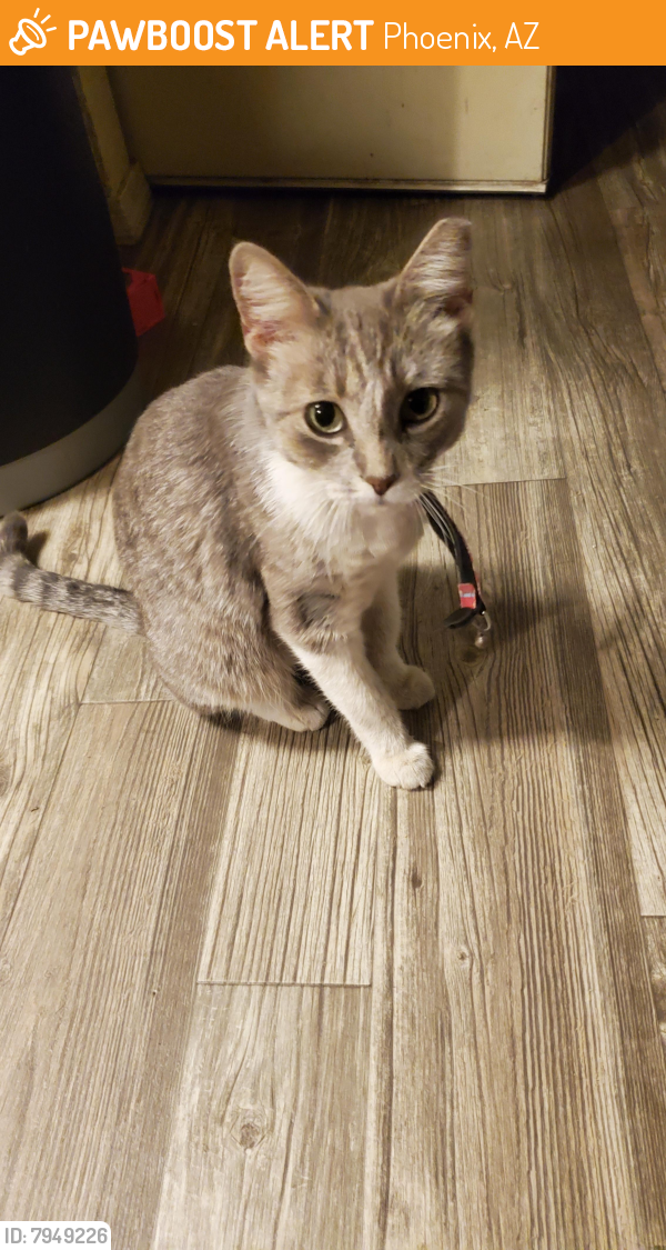 Found/Stray Female Cat last seen Central and broadway, Phoenix, AZ 85040