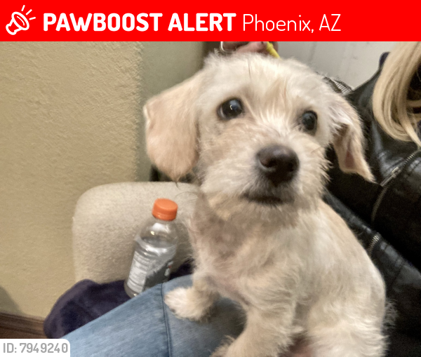 Lost Male Dog last seen Near Street and McDowell Road Phoenix Arizona , Phoenix, AZ 85008