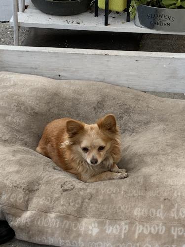 Lost Female Dog last seen Residential area nearby International, Oakland, CA 94621