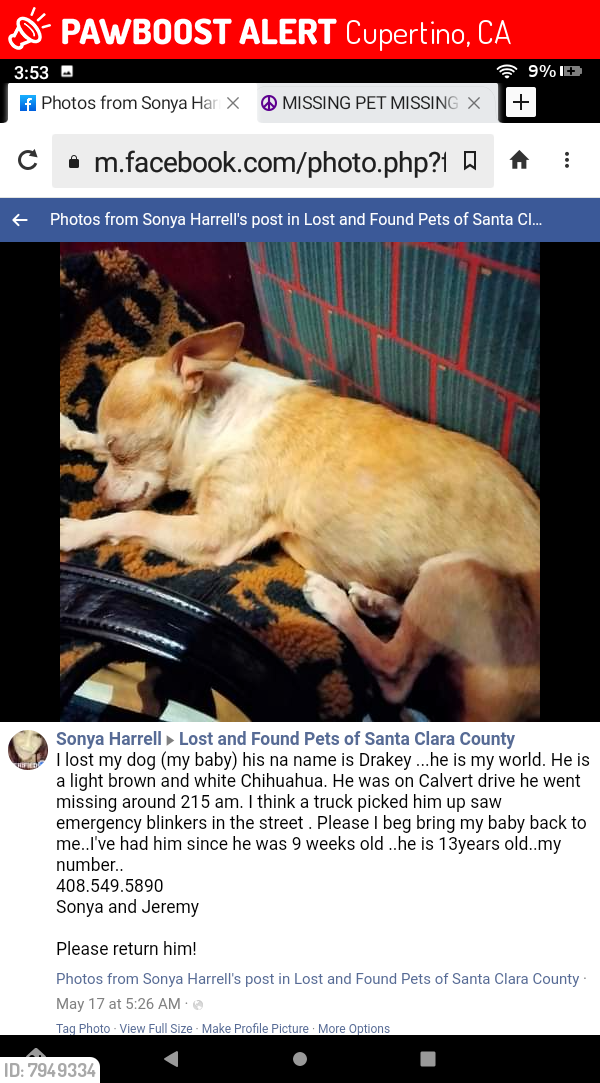 Lost Male Dog last seen Stevens creek, Cupertino, CA 95014