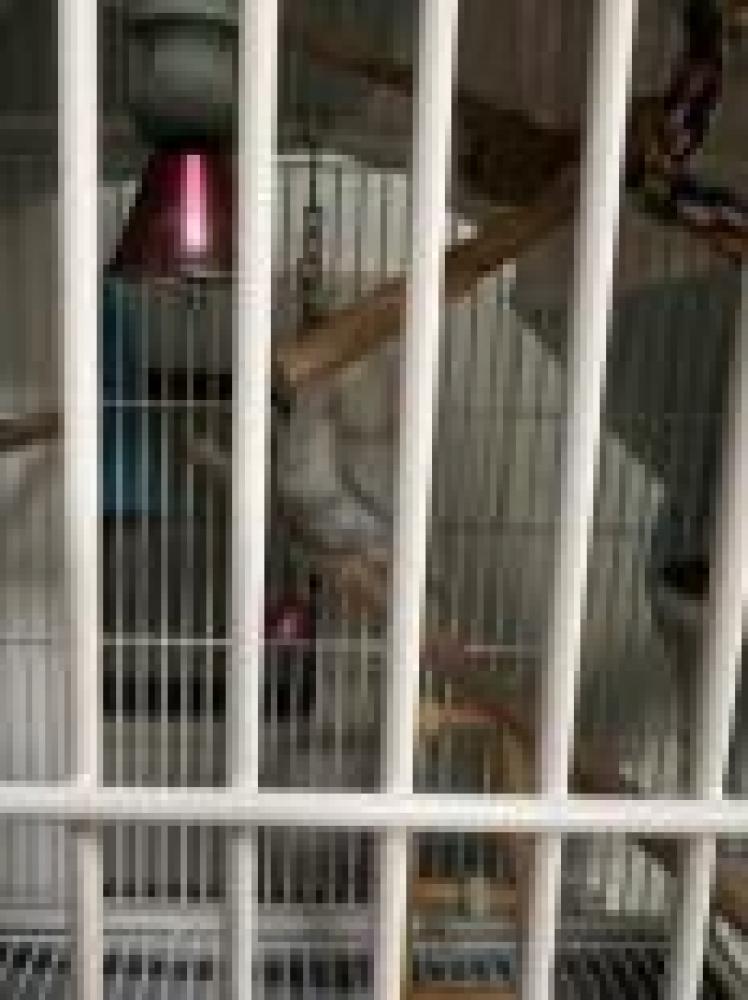 Shelter Stray Unknown Parakeet (budgie) last seen Fairfax County, VA , Fairfax, VA 22032