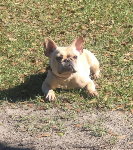 Lost Female Dog last seen Willie Mayes , Orlando, FL 32811