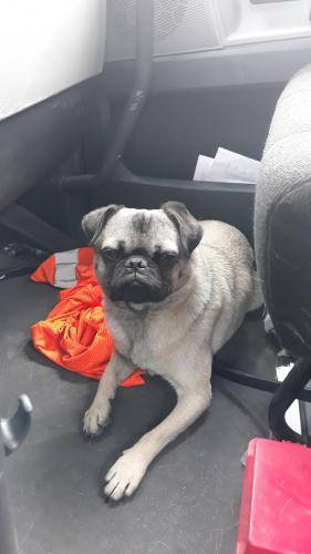 Found/Stray Male Dog last seen BNSF RAILYARD, Chicago, IL 60632