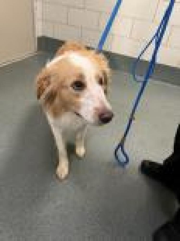 Shelter Stray Male Dog last seen Fairfax County, VA , Fairfax, VA 22032