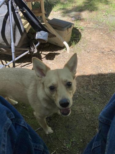 Lost Female Dog last seen Sharon rd/ Tralee rd., Triangle, VA 22172