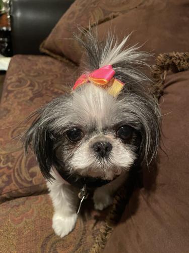 Lost Female Dog last seen 79th Chappel & Clyde , Chicago, IL 60617
