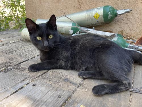 Found/Stray Male Cat last seen Singing Arrow park , Albuquerque, NM 87123