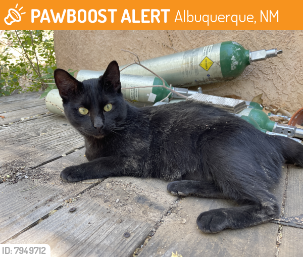 Rehomed Male Cat last seen Singing Arrow park , Albuquerque, NM 87123