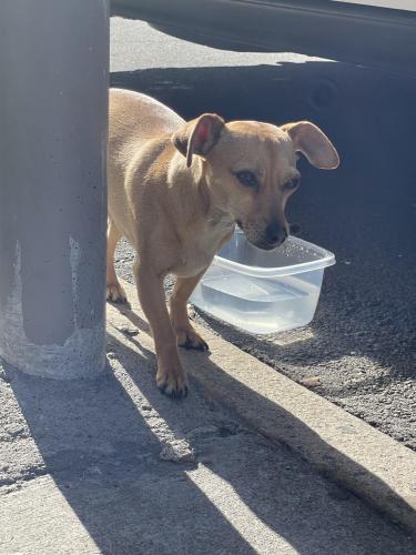 Found/Stray Unknown Dog last seen Filbert between Franklin and Gough, San Francisco, CA 94123