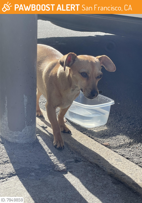 Found/Stray Unknown Dog last seen Filbert between Franklin and Gough, San Francisco, CA 94123