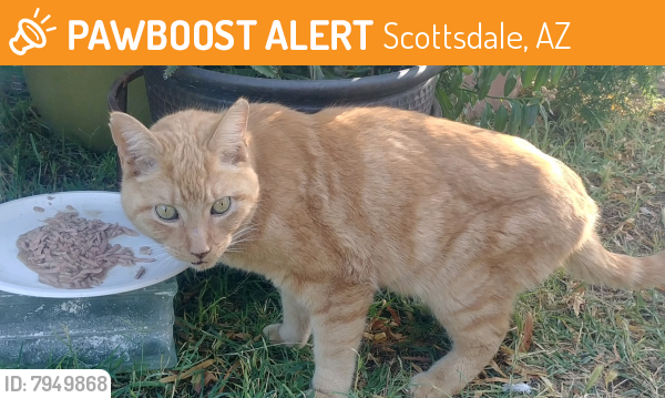 Found/Stray Unknown Cat last seen Osborn Road and Granite Reef Road, Scottsdale, AZ 85251, Scottsdale, AZ 85251