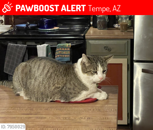 Lost Male Cat last seen Kyrene, on the East, Southern on the North, Hardy on the West and Baseline on the South, Tempe, AZ 85282
