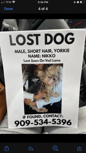 Lost Male Dog last seen Sun Valley And Vail Lane, San Bernardino, CA 92407