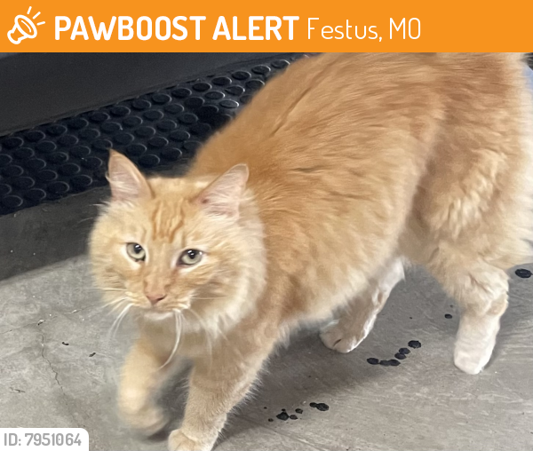 Festus, MO Stray Male Cat Found Near Northwoods Subdivision, Festus, MO ...