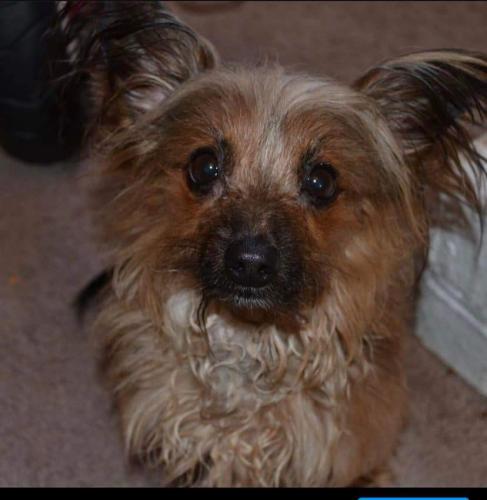 Lost Male Dog last seen Old Orchard and College  Parkway , Lewisville, TX 75077
