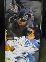 Lost Female Dog last seen Cacequi, Brás de Pina, RJ CEP 21210-780., Vila da Penha, RJ 21210-780