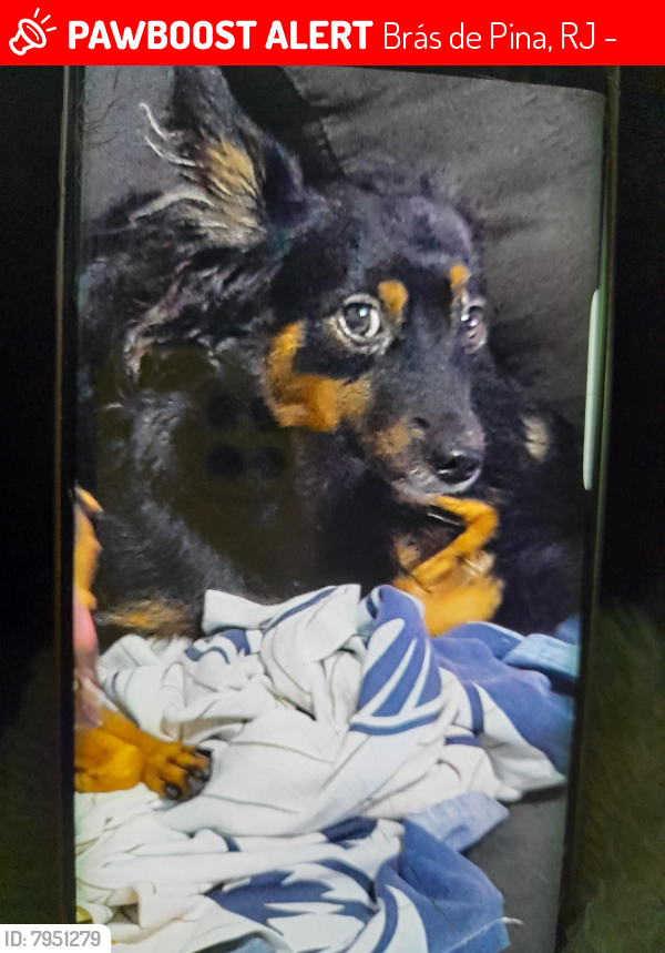 Lost Female Dog last seen Cacequi, Brás de Pina, RJ CEP 21210-780., Vila da Penha, RJ 21210-780