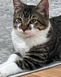 Lost Male Cat last seen Near Raleigh St, Glendale, CA, Glendale, CA 91205