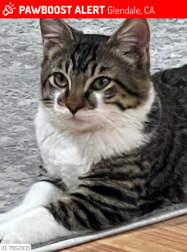 Lost Male Cat last seen Near Raleigh St, Glendale, CA, Glendale, CA 91205