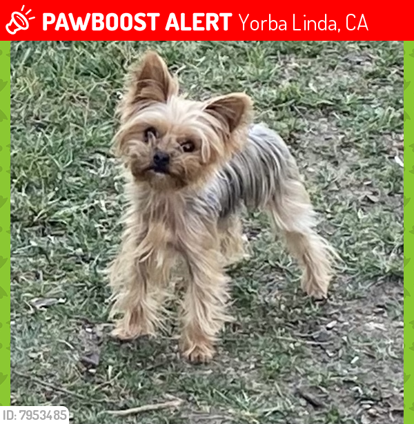 Lost Female Dog last seen Avenida el Cid and Paseo de Las Palomas, Yorba Linda, CA 92887