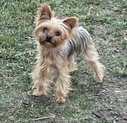 Lost Female Dog last seen Avenida el Cid and Paseo de Las Palomas, Yorba Linda, CA 92887