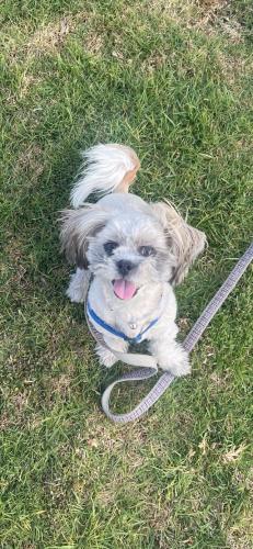 Lost Male Dog last seen Valley Blvd By Locust And Linden, Bloomington, CA 92316