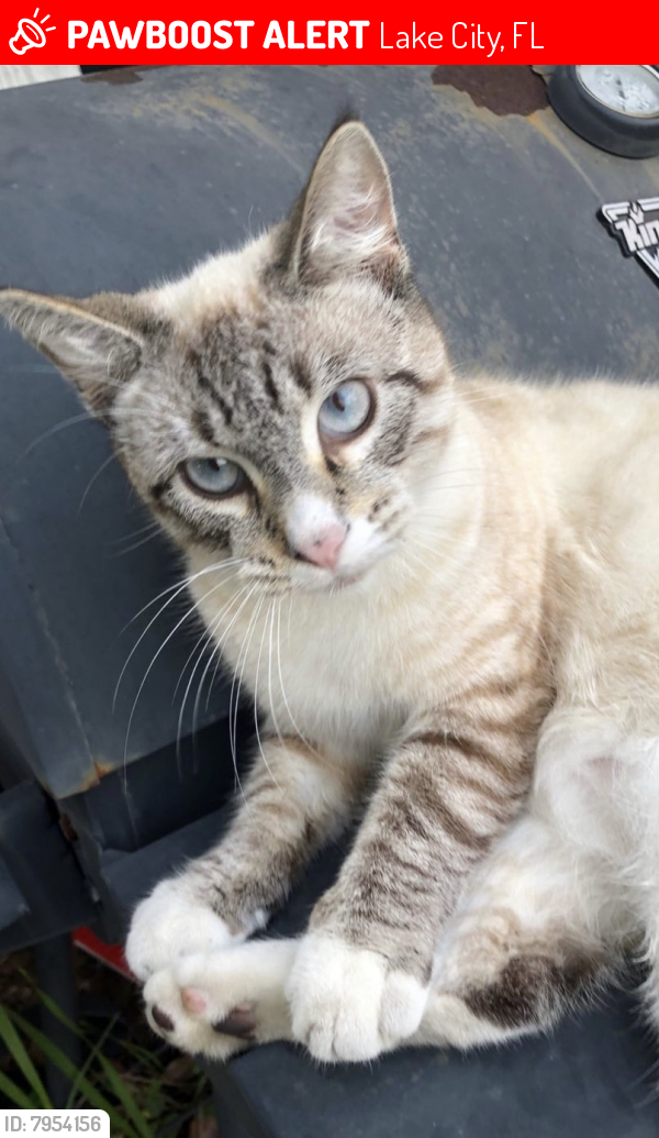 Lost Male Cat last seen Lake city courthouse , Lake City, FL 32055