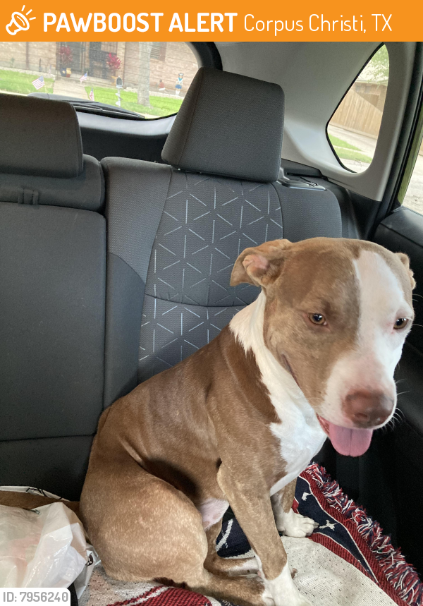 Found/Stray Male Dog in Corpus Christi, TX 78415 (ID 7956240) PawBoost