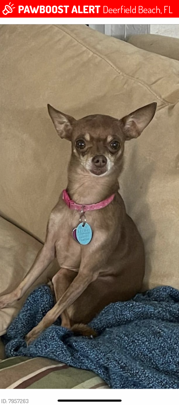 Lost Female Dog last seen Sw28st - Sw10, Deerfield Beach, FL 33442