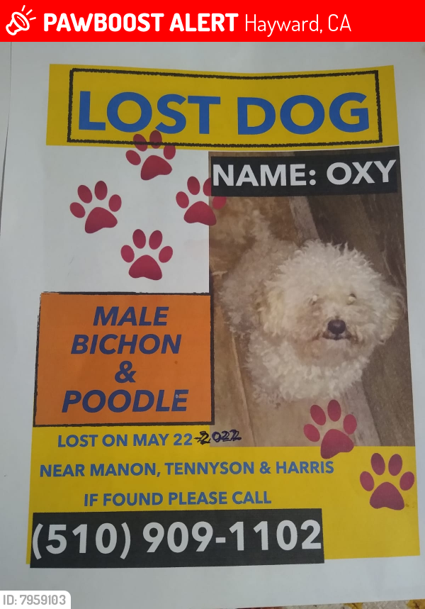 Lost Male Dog last seen Mannon Tennyson & Harris Hayward Ca, Hayward, CA 94544