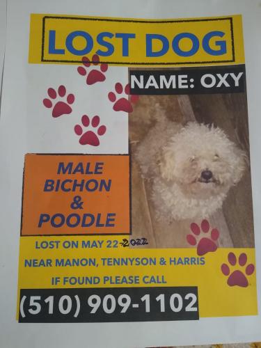 Lost Male Dog last seen Mannon Tennyson & Harris Hayward Ca, Hayward, CA 94544