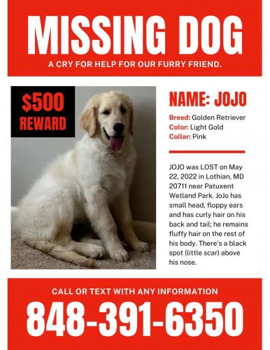 Lost Male Dog last seen Lothian, MD, Lothian, MD 20711