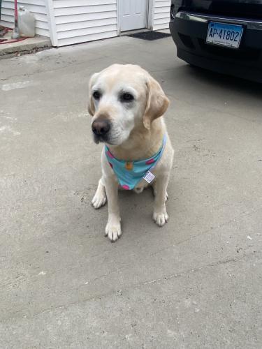 Lost Male Dog last seen Near mill River St new haven , New Haven, CT 06511