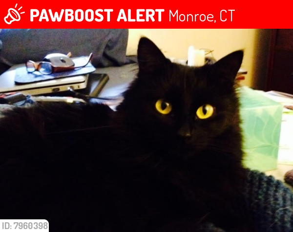 Lost Unknown Cat last seen Fan Hill Rd., Monroe, CT 06468